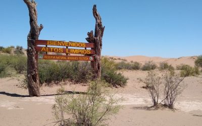 Las Crónicas del Algarrobo y su majestuosidad: El Corazón de Lavalle en un Cuaderno