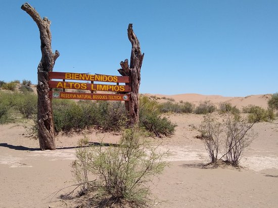 Las Crónicas del Algarrobo y su majestuosidad: El Corazón de Lavalle en un Cuaderno